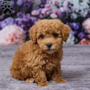 Dodge, Bich-Poo Puppy